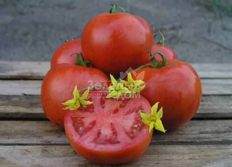 Махитос F1 / Mahitos F1,90-100 дней фото 3