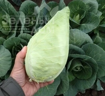 Кейп Верде F1 / Keyp Verde F1, 70-80 дней фото 1