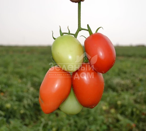 Сурия F1 / Suriya F1,75-85 дней фото 1