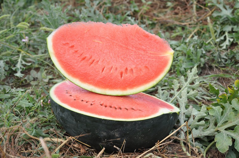 Баронеса F1 / Baronesa F1,70-75 днів фото 1