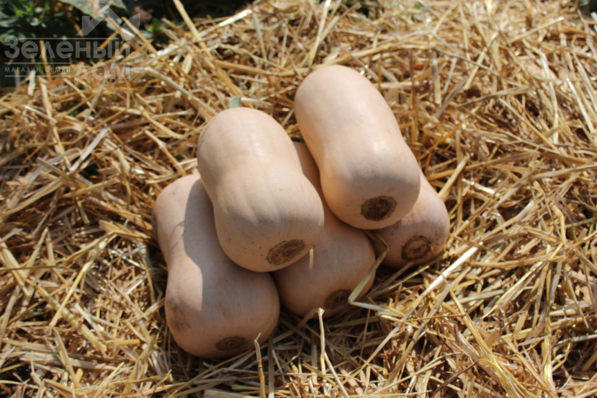 Плуто F1 / Pluto F1,85-100 днів фото 1