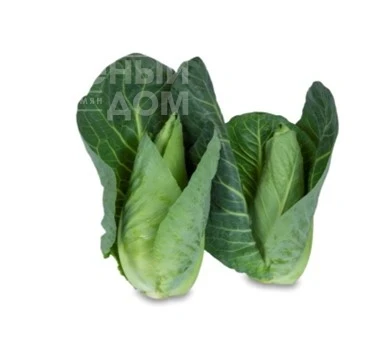 Кейп Рока F1 / Keyp Roka F1,60-75 дней фото 1