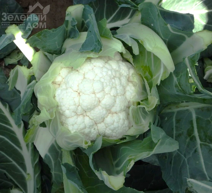 Найроби F1 / Nayrobi F1, 83-90 дней фото 2