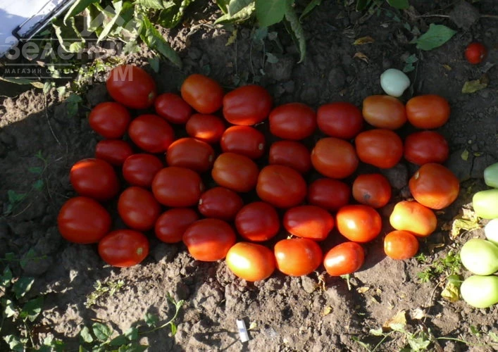 1509 F1 / 1509 F1,110 дней фото 2