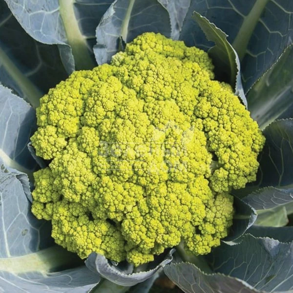 Грин Сторм F1 / Green Storm F1, 75-80 дней фото 1