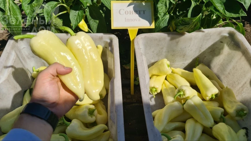 Сонетт F1 / Sonett F1, 70-75 дней фото 7