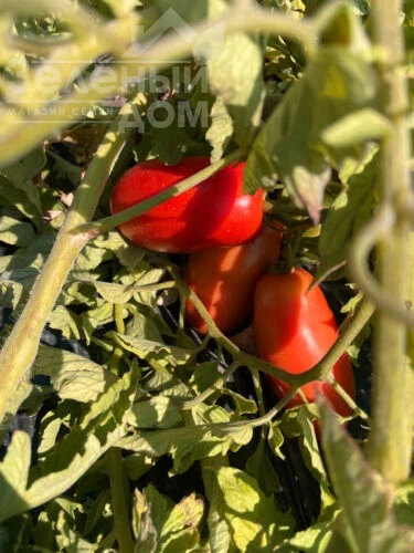 Драй F1 / Dray F1, 95 дней фото 3