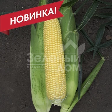 СВ 1514 F1 / SV 1514 F1, 80-82 дня фото 2