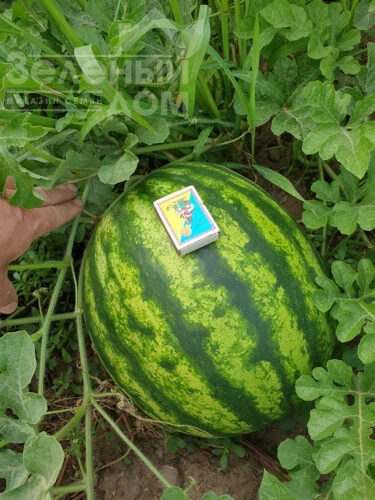 Ред Берри F1 / Red Berry F1, 65-67 дней фото 1