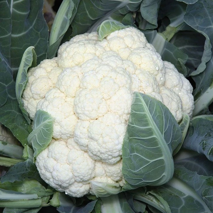 Ванза F1 / Vanza F1,50-55 дней фото 1