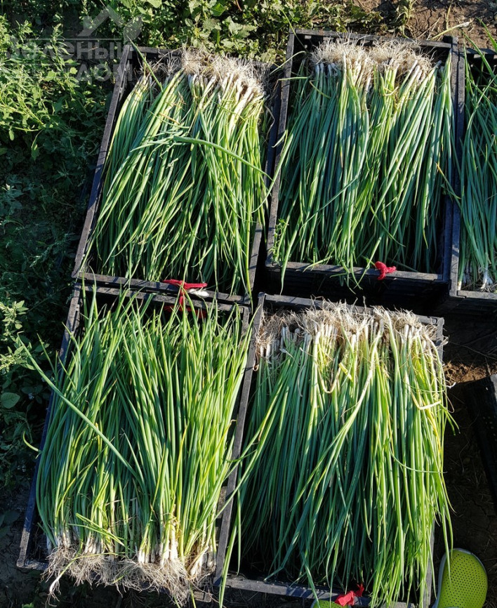 Кайгаро / Kaygaro,54 дні фото 3