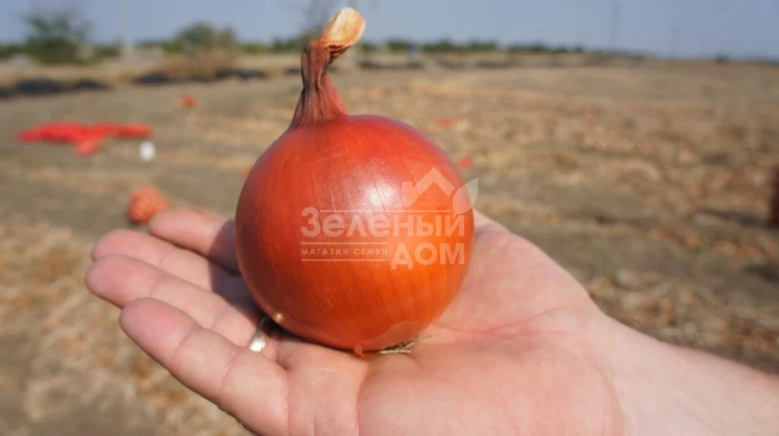 Голд Стар F1 / Gold Star F1, 120-125 дней фото 1