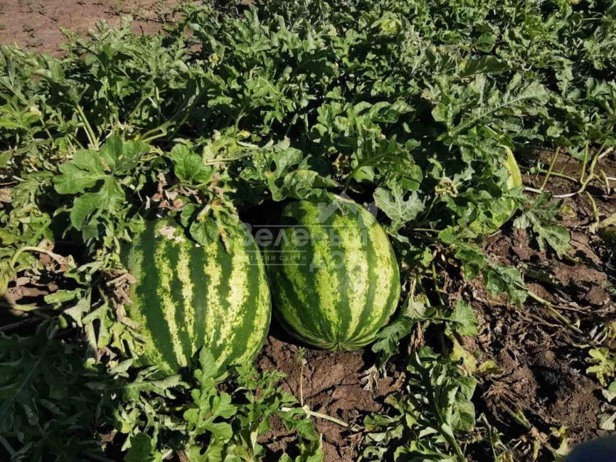 Кримсон Свит / Crimson sweet,80 дней фото 1