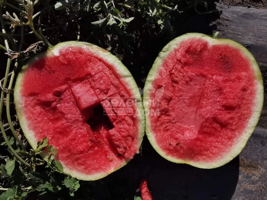 Блэки (INX 1748) F1 / Blacky (INX 1748) F1,62-63 дня фото 5