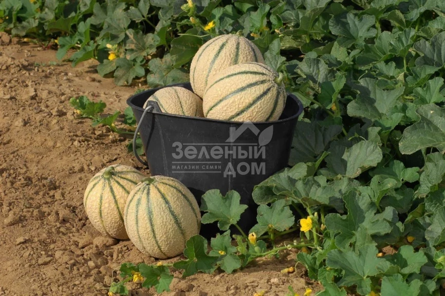 Талисман F1 / Talisman F1 фото 4