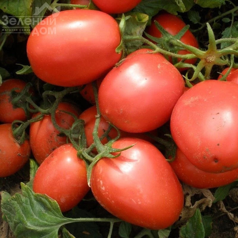 Шейк / Shejk,50-60 дней фото 1