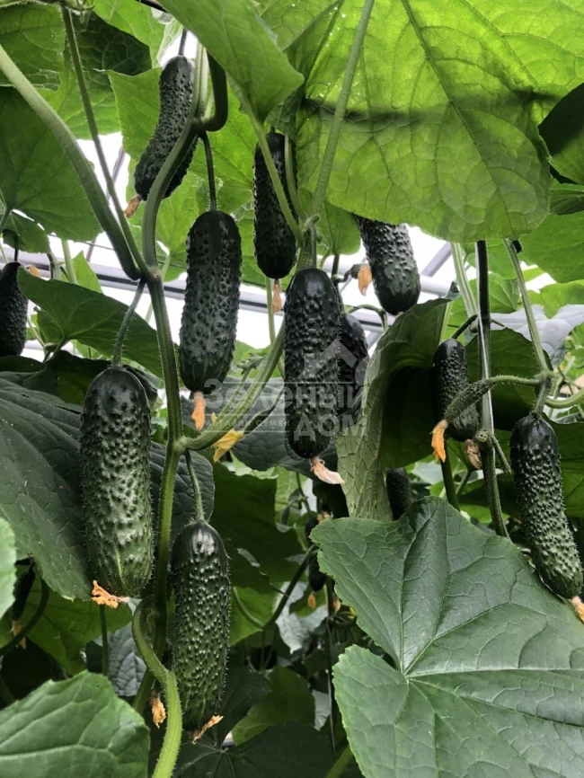 Илонара F1 / Ilonara F1 фото 1