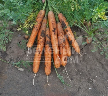 Анина / Anina,110-120 дней фото 1