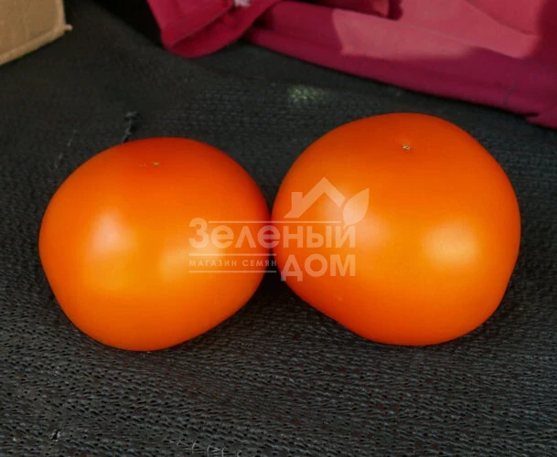 Еллоу Пешен F1 / Yellow Passion F1,100 дней фото 9