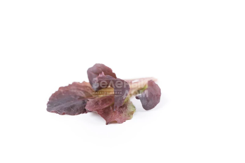 Алборето / Alboreto  фото 2