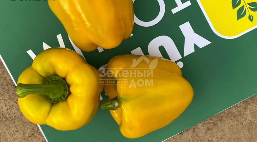 Дениз F1 / Deniz F1,68-72 дней фото 2