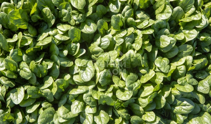 Тундра F1 / Tundra F1 фото 1