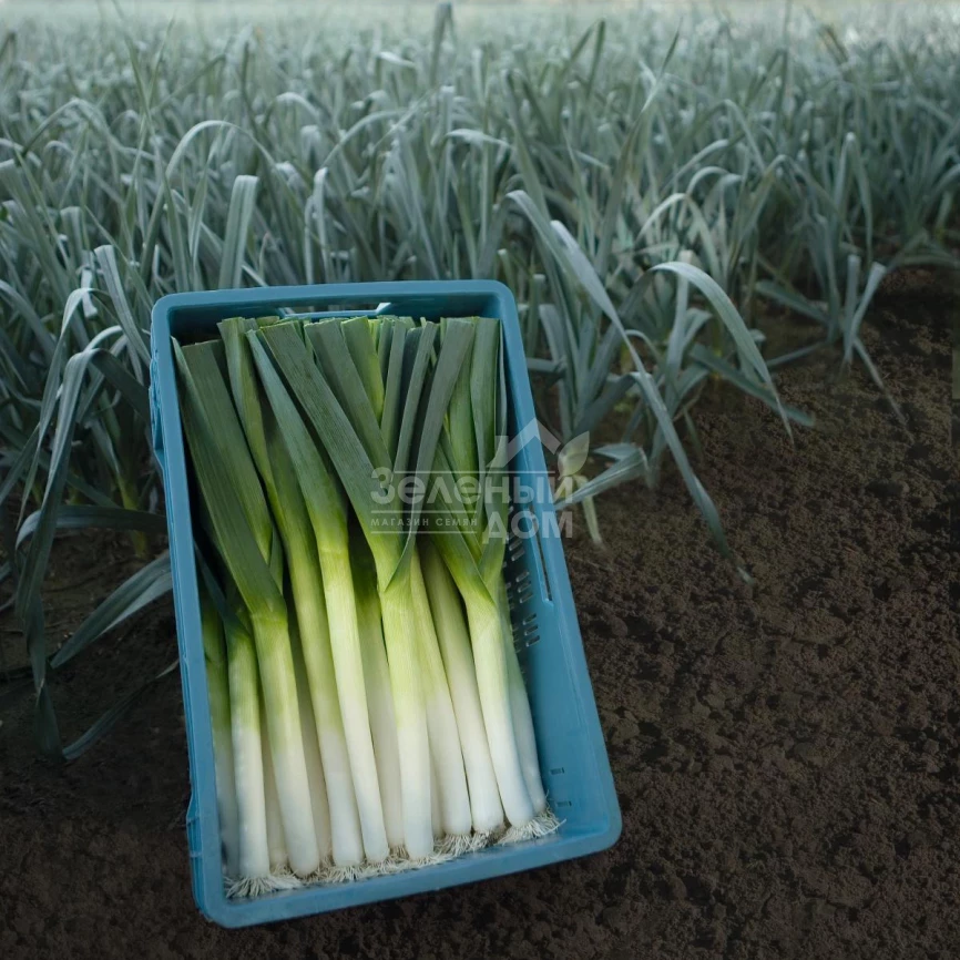 Форрест / Forrest,85-90 дней фото 1