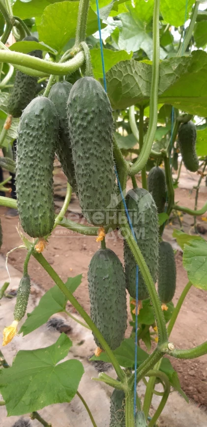 Коломбо F1 (ГБ 08) / Colombo F1 (GВ 08), 35-45 дней фото 2