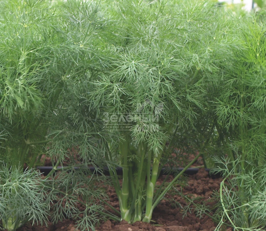 Голдкрон / Goldkrone фото 2