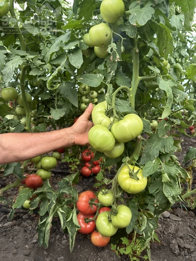 Пикассо F1 / Picasso F1, 65-70 дней фото 1