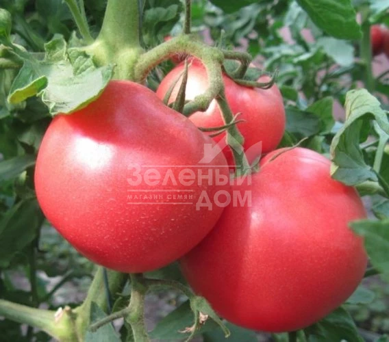 1804 F1 / 1804 F1,100 дней фото 1