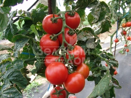 Тастиер F1 / Tastyer F1 фото 1