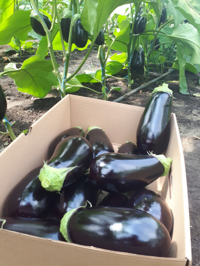 ЦРХ 50170 F1 / CRX 50170 F1 фото 1