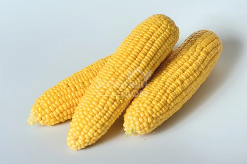 Оверленд  F1 / Overland F1,83 дня фото 2