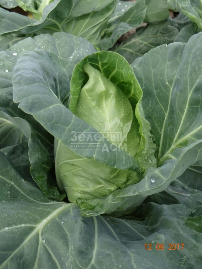 Пилон F1 / Pylon F1,51-57 дней фото 1