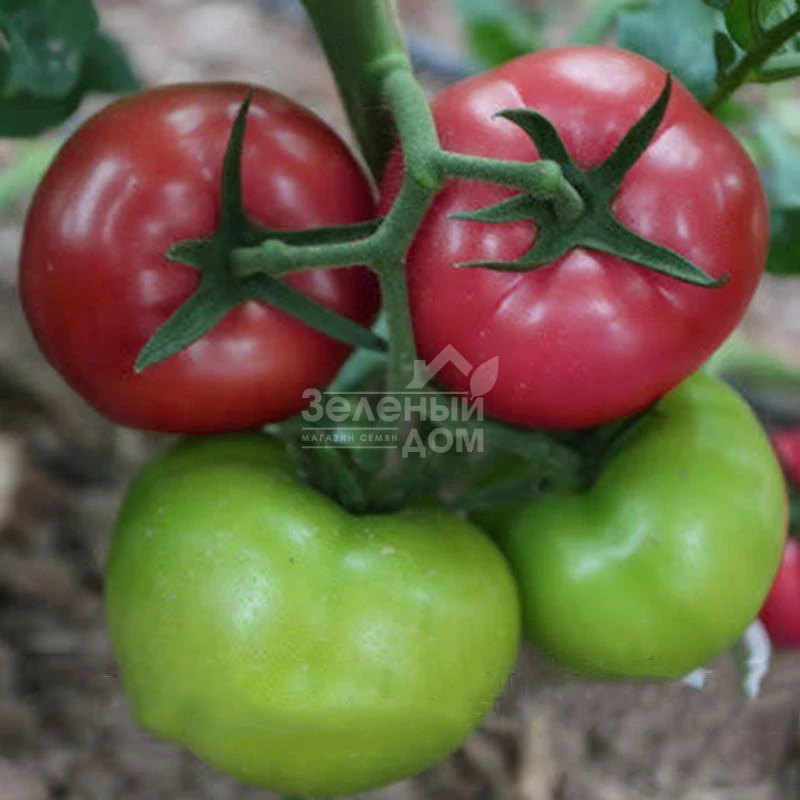 Мурпинк F1 / Murpink F1 фото 1