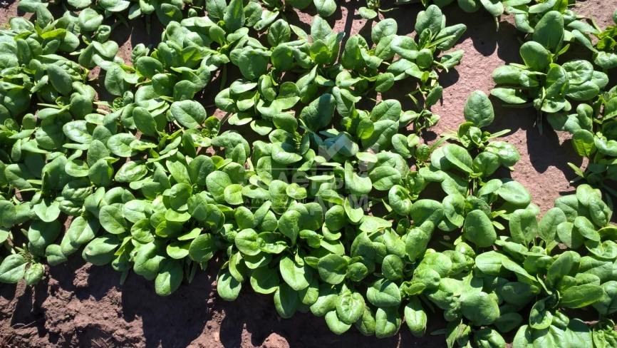 Каррера F1 / Carrera F1 фото 1