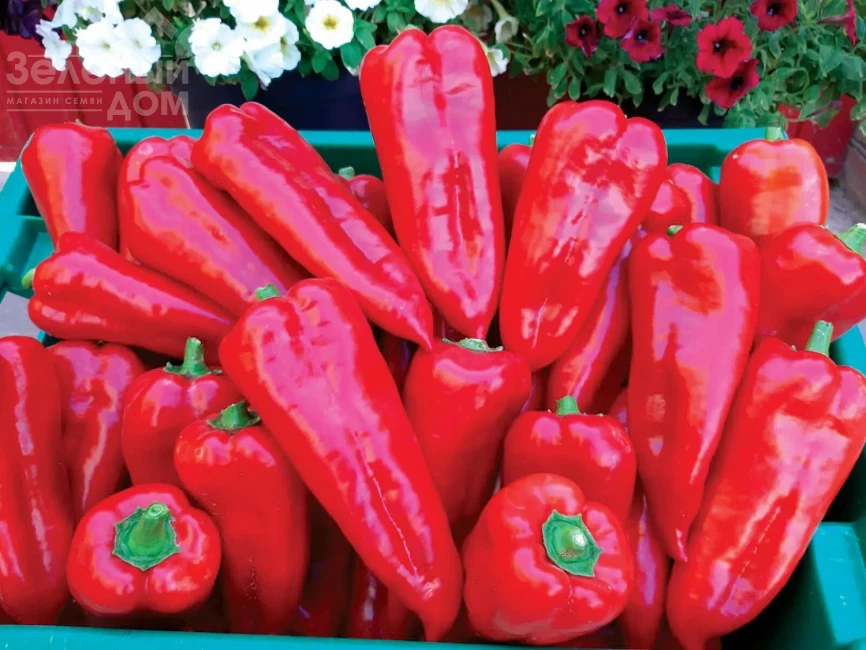 Мако F1 / Mako F1, 65-70 дней фото 1