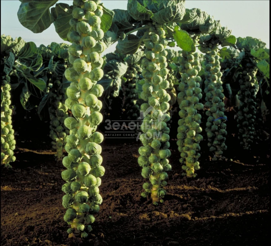 Долорес F1 / Dolores F1,150 дней фото 1