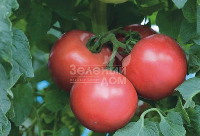 ТЕХ  2721 F1 / TEX  2721 F1,90-100 дней фото 1