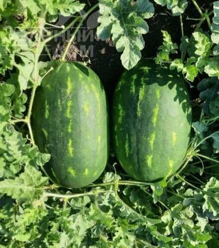 Виллинг F1 / Villing F1, 70 дней фото 3