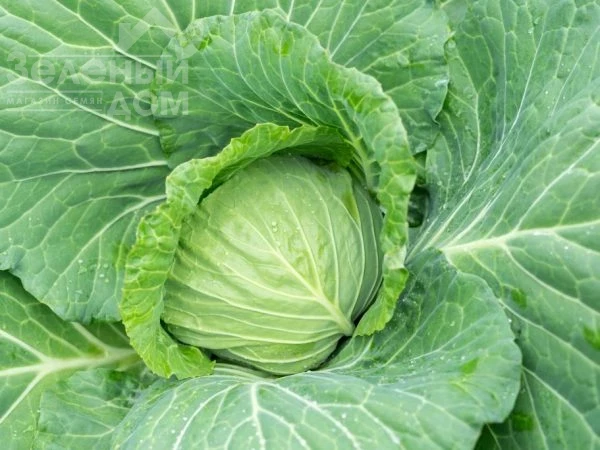 Белоснежка / Belosnezhka фото 1