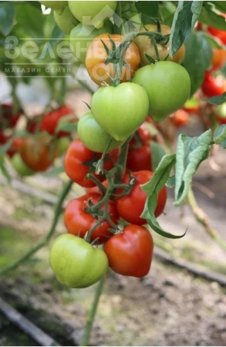 Доминет F1 / Dominet F1 фото 3