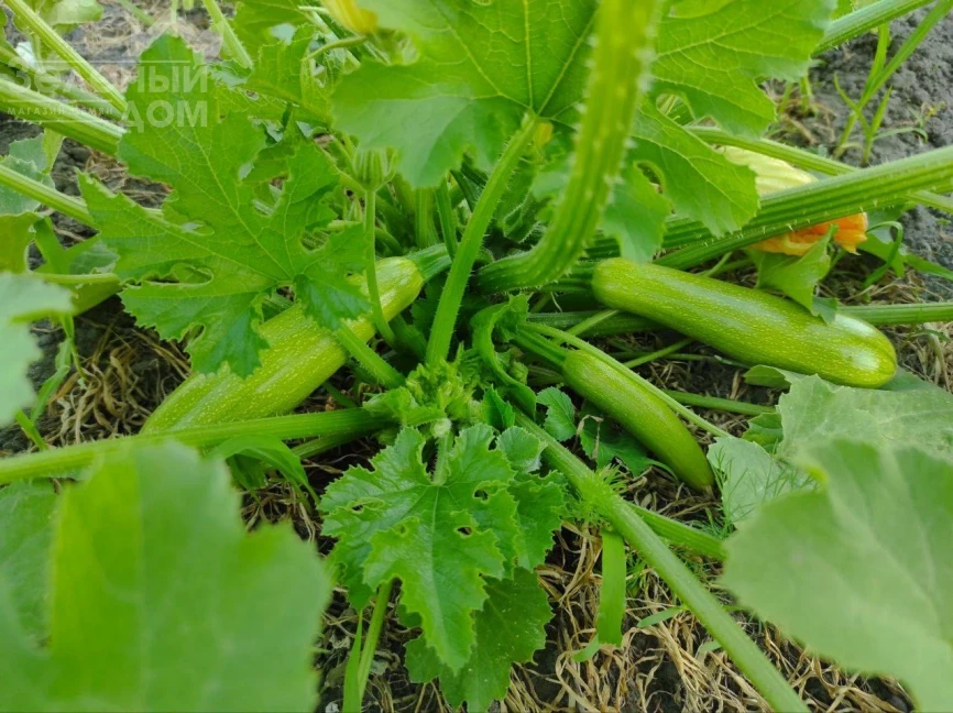 Мерлин (INX 10554) F1 / Merlin (INX 10554) F1 фото 5