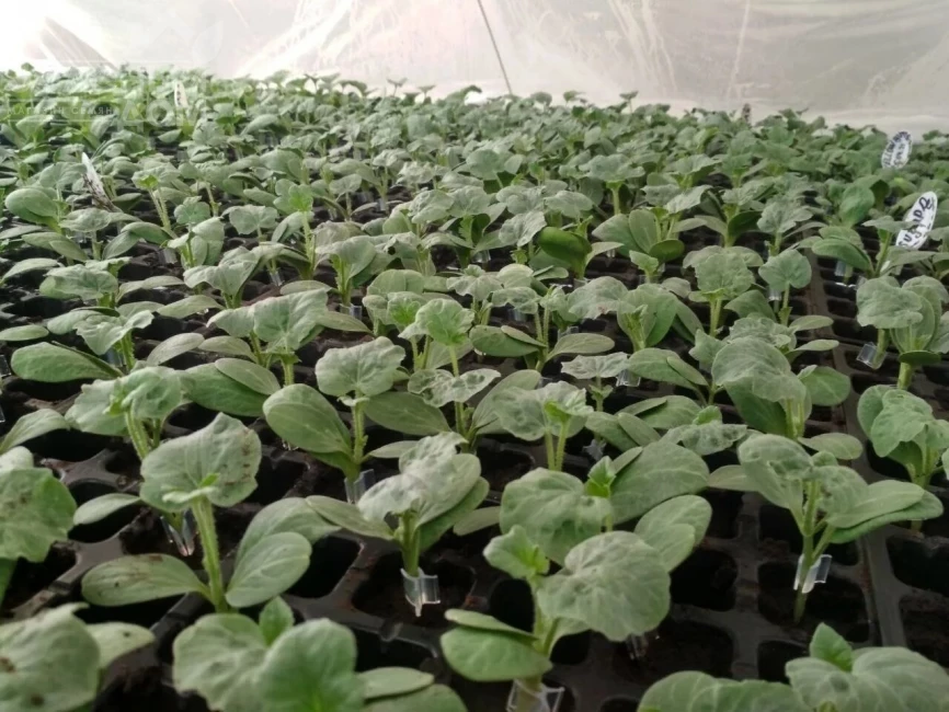 Рут Пауер F1 / Rut Pauer F1 фото 1