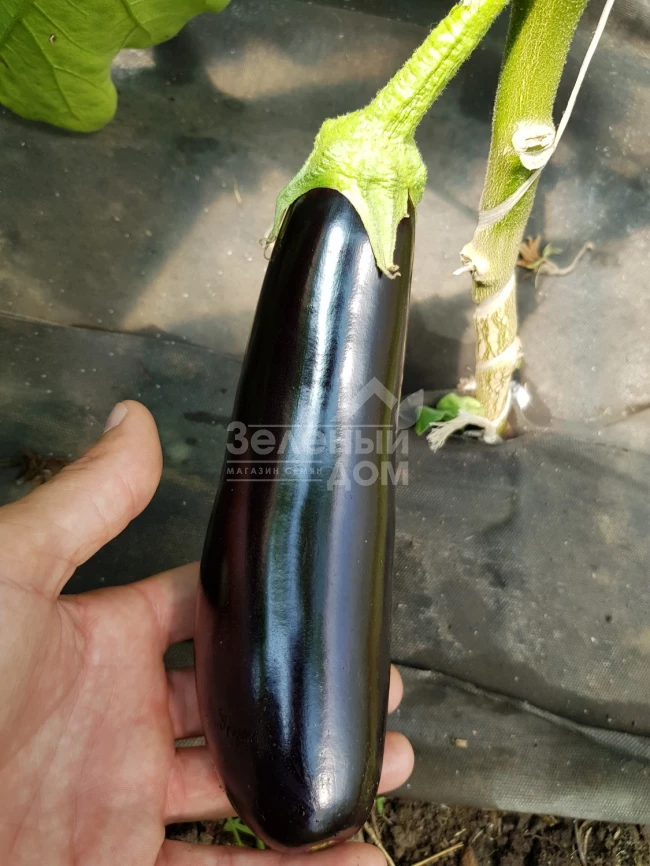 Караман F1 / Karaman F1, 65-70 дней фото 1