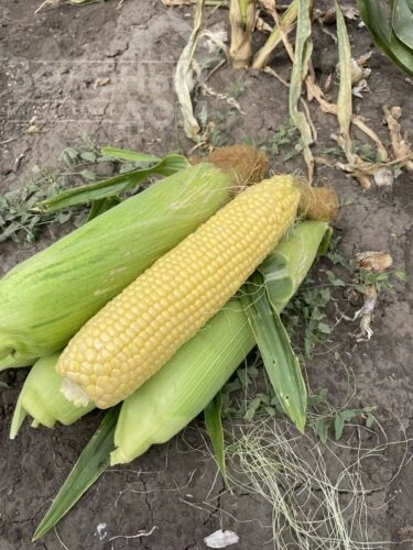 Гейзер F1 / Heyzer F1, 72 дня фото 6