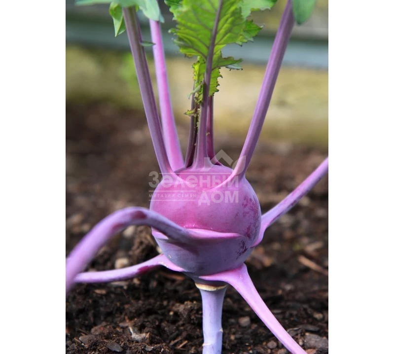 Бланкит / Blankit,50-60 дней фото 1