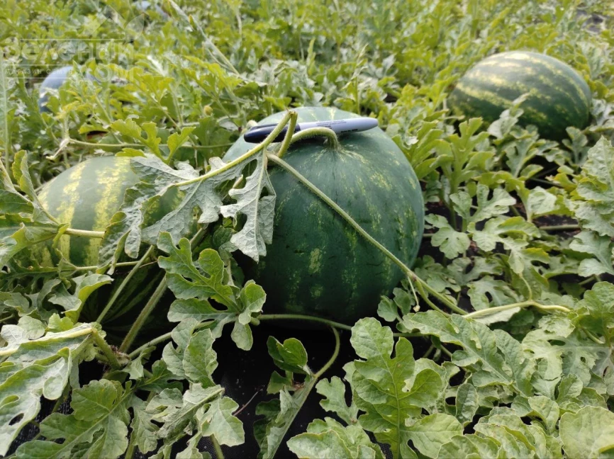 Харизма F1 / Kharizma F1 фото 4