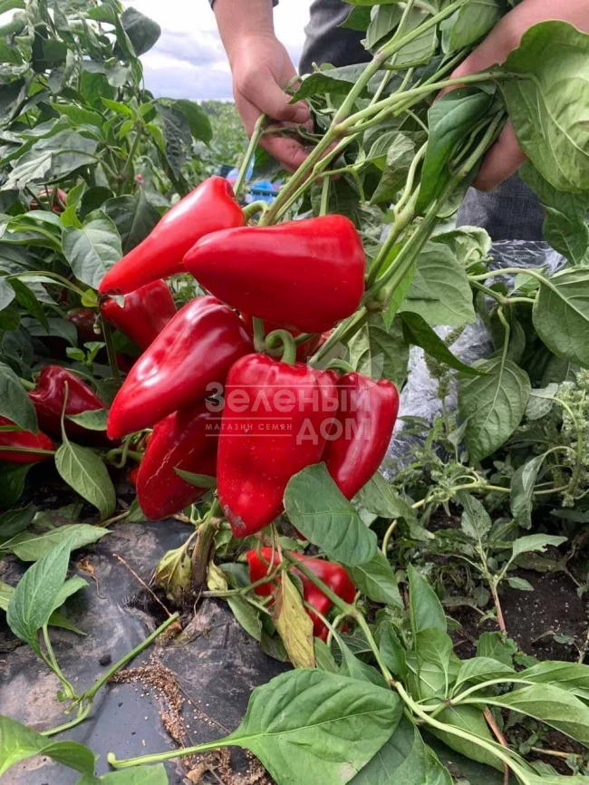 Ред Феррари F1 / Red Ferrari F1 фото 3